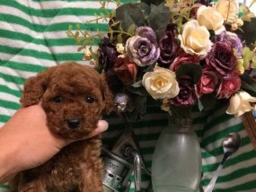 如何准确判断泰迪的年龄（年龄鉴定方法全解析）