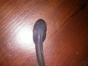手机拍照能拍到蝌蚪吗？设置方法是什么？