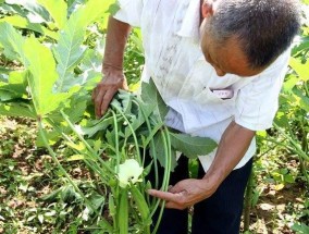 农村致富项目的选择与实施（挖掘农村潜力）