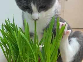 猫咪吃草的好处大全（探究猫咪食草行为的益处）