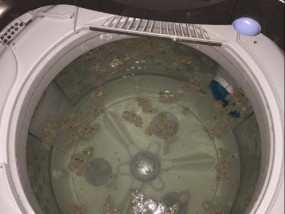 如何清理干净以波轮洗衣机的排污口（轻松解决洗衣机排污口堵塞问题）