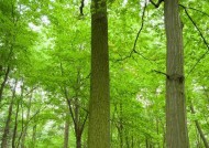 苹果手机如何拍摄树状图片？拍摄树状图片的技巧和方法是什么？