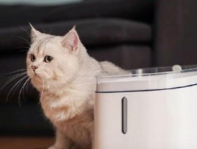 如何彻底清洗猫咪饮水机（保障猫咪健康）