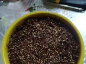 火龙果种子育苗方法详解（掌握火龙果种子发芽技巧）