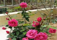 月季花修剪技巧教程（打造健康鲜艳的月季花园）