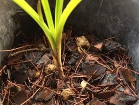 烂根处理大全（从根源入手）