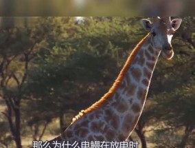 电鳗放电原理解析（电鳗放电的神秘力量与机制探究）