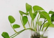 绿萝叶子发黄，如何补救（探索绿萝叶子发黄的原因及有效的补救方法）