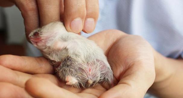 仓鼠怀孕初期症状（了解仓鼠怀孕初期症状）  第1张