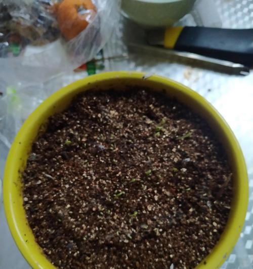 火龙果种子育苗方法详解（掌握火龙果种子发芽技巧）  第1张