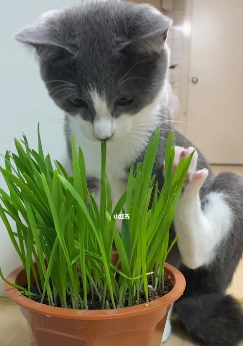猫咪吃草的好处大全（探究猫咪食草行为的益处）  第1张