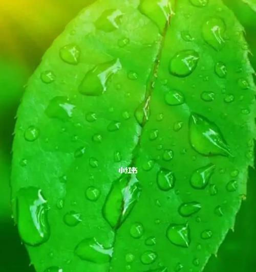 解决显示器绿色屏保问题的方法（有效应对显示器出现绿屏现象）  第2张