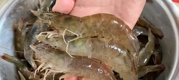 没有冰箱虾怎么保存？有效保存方法有哪些？  第2张