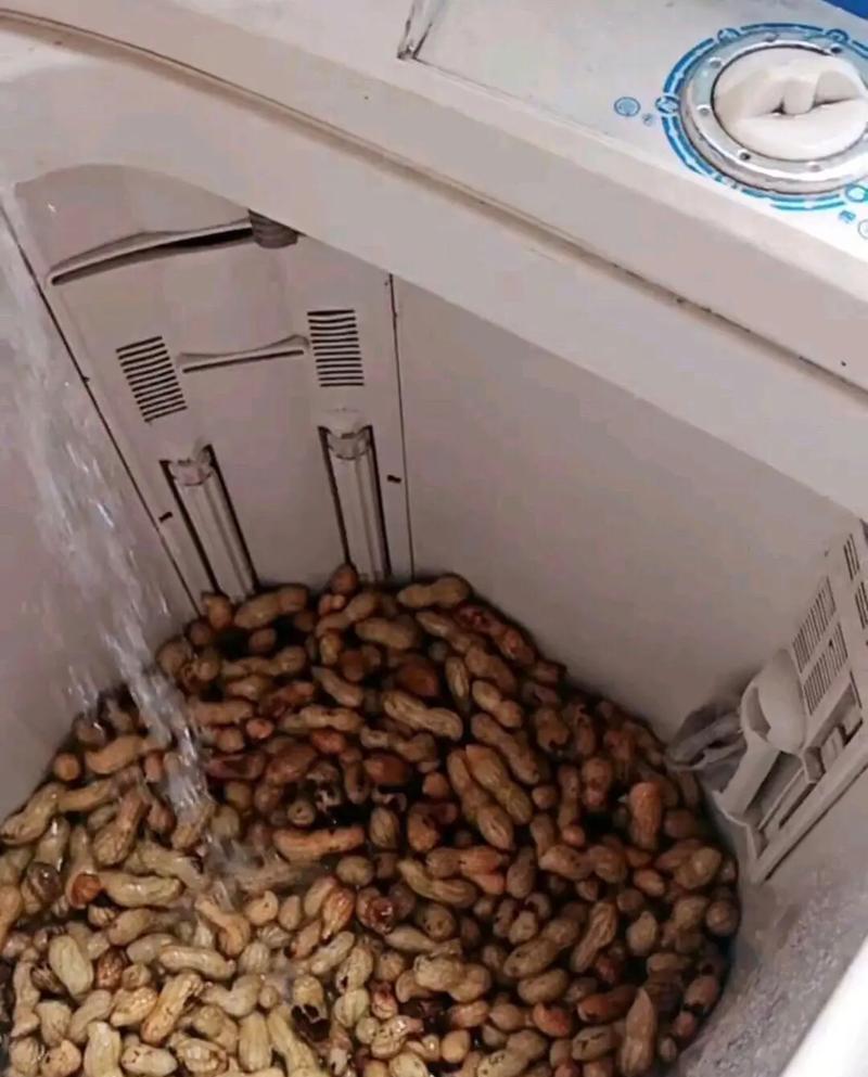 洗衣机发现蟑螂怎么办？有效驱除方法有哪些？  第2张