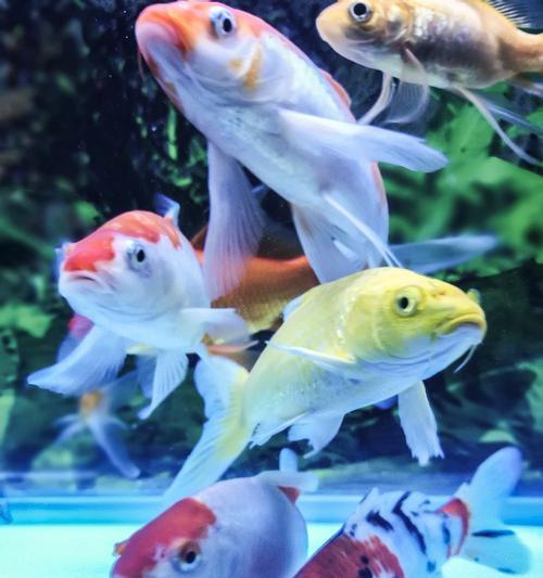 鱼缸摄像机如何连接手机进行拍摄？  第2张