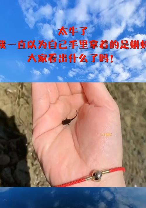 手机拍照能拍到蝌蚪吗？设置方法是什么？  第3张