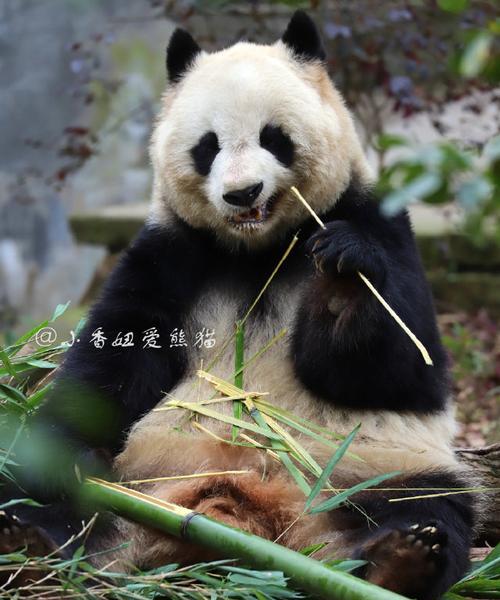 苹果手机竹子表情代表什么？如何使用？  第3张